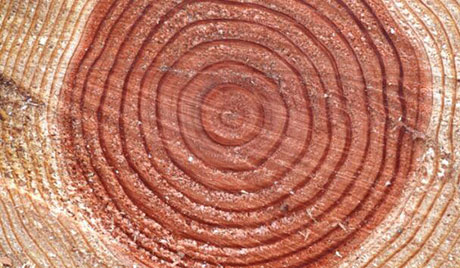 整塊和拼接實(shí)木板材區(qū)別